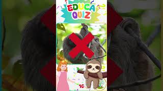 Qual Animal Quase Sempre Dorme de Cabeça para Baixo  Educa Quiz  16 educakidsbrasil educaquiz [upl. by Dunseath]