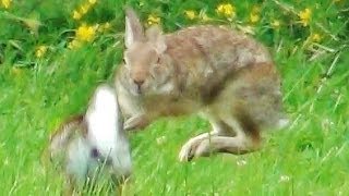 2 Rabbits Running Jumping and Playing Around [upl. by Africa260]