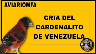 CRIA DE CARDENALITO DE VENEZUELA EMPAREJAMIENTO 💯  CRIAR CARDENALITOS DE VENEZUELA  AVIARIO MFA [upl. by Reggie304]