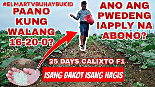 🔴PAANO MAG ABONO NG TALONG 25 DAYS CALIXTO F1 [upl. by Karsten]