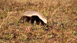 quotAnimal Oddities The Meanest Animal Alive  The African Honey Badgerquot [upl. by Ennyrb]