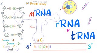 Protein Synthesis Updated [upl. by Lazaro]