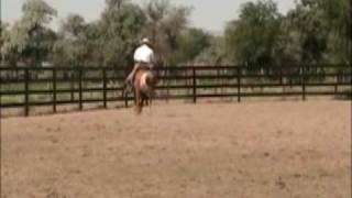 Palomino AQHA Ranch Horse Vaquero Bridle horse Bridleless [upl. by Winfield16]