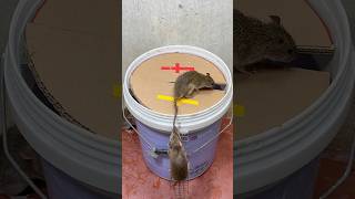 Mouse trap tips at homebest mouse trap rattrap rat [upl. by Ellehs]