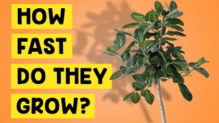 How Fast Do Ficus Audrey Trees Ficus Benghalensis Audrey House Plants Grow [upl. by Yeniffit]