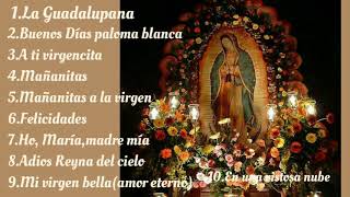 Cantos a la virgen de Guadalupe [upl. by Norvun230]