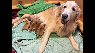 Golden Retriever in Labor Gives Birth to Cutest Puppies [upl. by Harifaz]