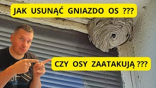 Czy tym razem osy mnie zaatakują  jak usunąć gniazdo os  jak usunąć gniazdo szerszeni [upl. by Jacquelyn]