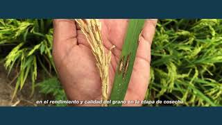 Control de Pyricularia en arroz [upl. by Waverley]