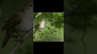 How does the bird chirping lead to plant growth shorts malayalamyoutuber [upl. by Ushijima494]