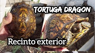 recinto exterior tortuga dragon rhinoclemmys Pulcherrima cuidados [upl. by Anrim246]