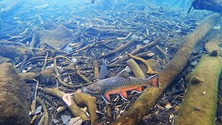 Ice Fishing for BROOK TROUT Underwater View [upl. by Ahsikel810]