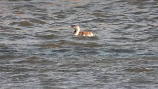 Redthroated Diver  Anstruther Harbour  Fife  01122021 [upl. by Aikrehs]