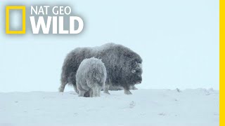 For Musk Ox in Siberia Its a Cold Life  Wild Russia [upl. by Lamek]