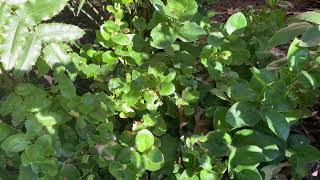 Native Salal is a great evergreen ground cover for shady spots [upl. by Amsed155]