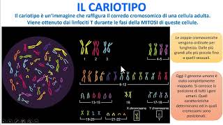 IL CARIOTIPO [upl. by Oirasor]