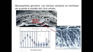 Histología CBCC5  T19b  Desarrollo del Sistema Nervioso parte 2 Histogénesis [upl. by Arotahs]