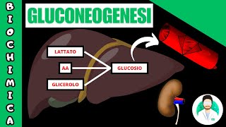 GLUCONEOGENESI [upl. by Atiuqes]