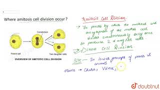 Where amitosis cell division occur [upl. by Eedeed]