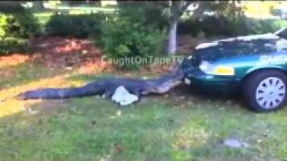 GATOR VERSUS COP CAR [upl. by Kress]