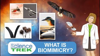 What is Biomimicry  Science Trek [upl. by Ole810]