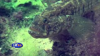 Бычок травяник Grass goby Zosterisessor ophiocephalus [upl. by Mcclimans116]