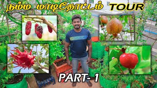 மாடி தோட்டத்தில் ஆடிப்பட்டத்து காய்கறிகள் மற்றும் பழங்கள்  GARDEN TOUR PART1  NURSERY [upl. by Dohsar431]