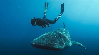 L’Odyssée des monstres marins  Documentaire [upl. by Barb279]