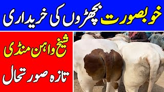 New Sheikhwan Cow Mandi Updates Beautiful Nookray Ablak Cholistani Bulls Update  Universal Topics [upl. by Cini838]