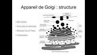 مهم جدآ AGolgi suite 2 [upl. by Pinter]