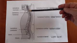 Curvaturas da coluna vertebral [upl. by Wain]