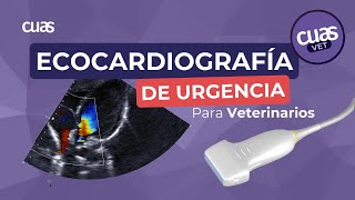 Ecocardiografía de Urgencia para Veterinarios Todo lo que necesitas saber [upl. by Red]