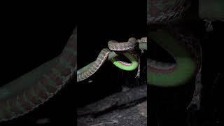 Christmas tree pit viper Trimeresurus Phuketensis snakes viper venomous pitvipers trimeresurus [upl. by Ediva]