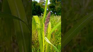 🌾FOXTAIL GRASS🌾setaria italica [upl. by Hailey946]