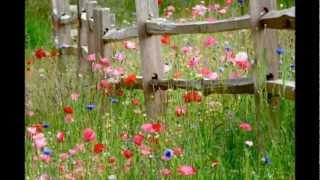 Wild Flower  Richard Clayderman [upl. by Auqenat38]