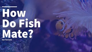 This Is How Fish Mate YOU WONT BELIEVE THIS  Fish Education  A Must Watch [upl. by Resneps]