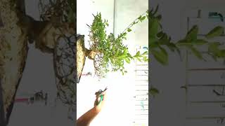 WORKSHOP OF TUGAS BONSAI TREE shortsvideo [upl. by Rehtaeh]