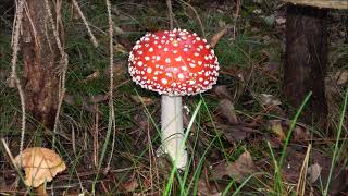 MAVORIM quotHyperboreaquot Amanita Muscaria [upl. by Kcor]