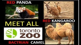 Meet Red Panda  Red Kangaroo  Bacterian Camel  A Camel with Two Humpty [upl. by Irrot]