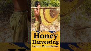 Honey Harvesting From Mountains youtubeshorts gyaanigabbar ytshorts [upl. by Botsford659]