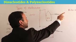 Dinucleotide  Polynucleotide  nucleic acid class 11 Biology  Biological Molecules [upl. by Kyla]