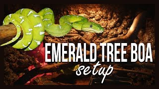 EMERALD TREE BOA SETUP [upl. by Scarlet975]