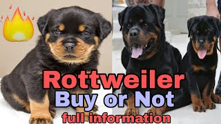 Rottweiler Dog Buy Or Not  Rottweiler Dog Price in India  All About Rottweiler Dog [upl. by Elinore]