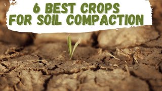 6 Best Crops For Soil Compaction [upl. by Inaj]