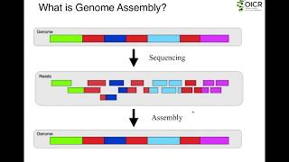 The Fundamentals of Genome Assembly [upl. by Soloma]