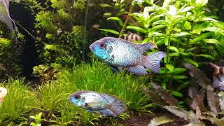 Electric Blue Acara Andinoacara pulcher [upl. by Anilasor]