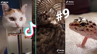 LOS MEJORES TIK TOKS DE GATOS Y PERROS 5  Recopilación de Tik Toks de animales [upl. by Birecree106]