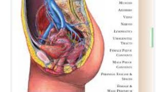 Anatomy of pelvis amp perineum muscle blood supply nerve supply 🩺 [upl. by Roseline375]