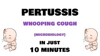 Pertussis  Microbiology Bordetella pertussis  clinical features investigations treatment [upl. by Ahusoj553]