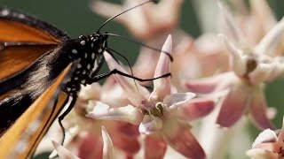 Monarchs amp Milkweed  Yosemite Nature Notes  Episode 24 [upl. by Nurse]